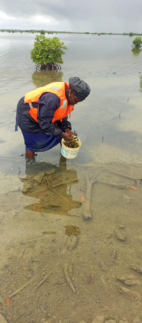 Travail de terrain dans les mangroves