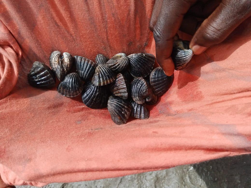 Ostréiculture durable - activité génératrice de revenus