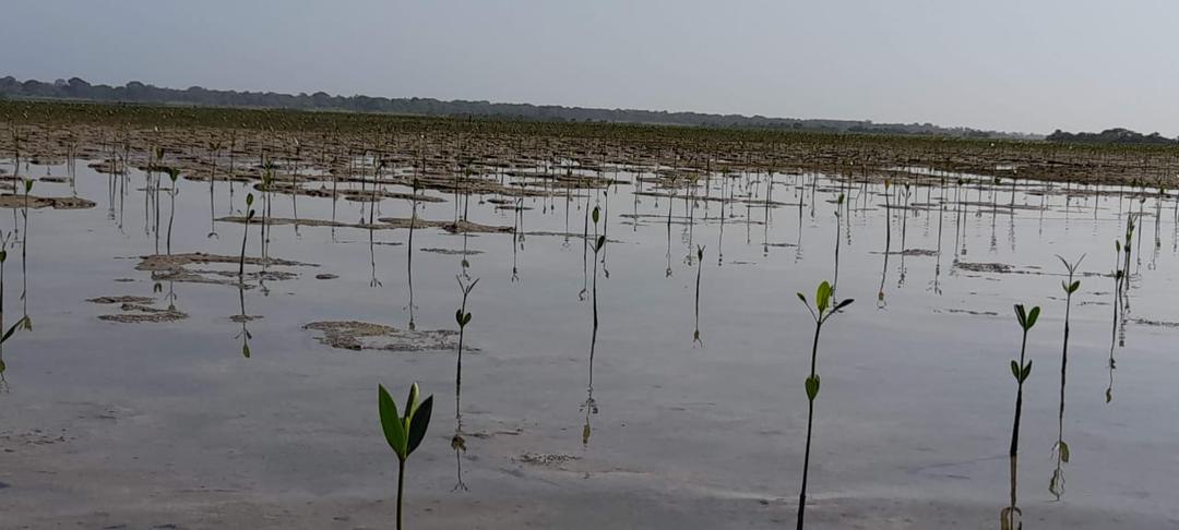 Plantation de mangroves restaurée